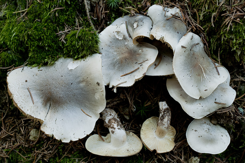 Tricholoma saponaceum